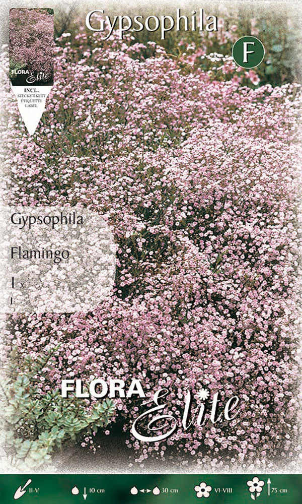 OFFERTA 6 BULBI GYPSOPHYLA FLAMINGO