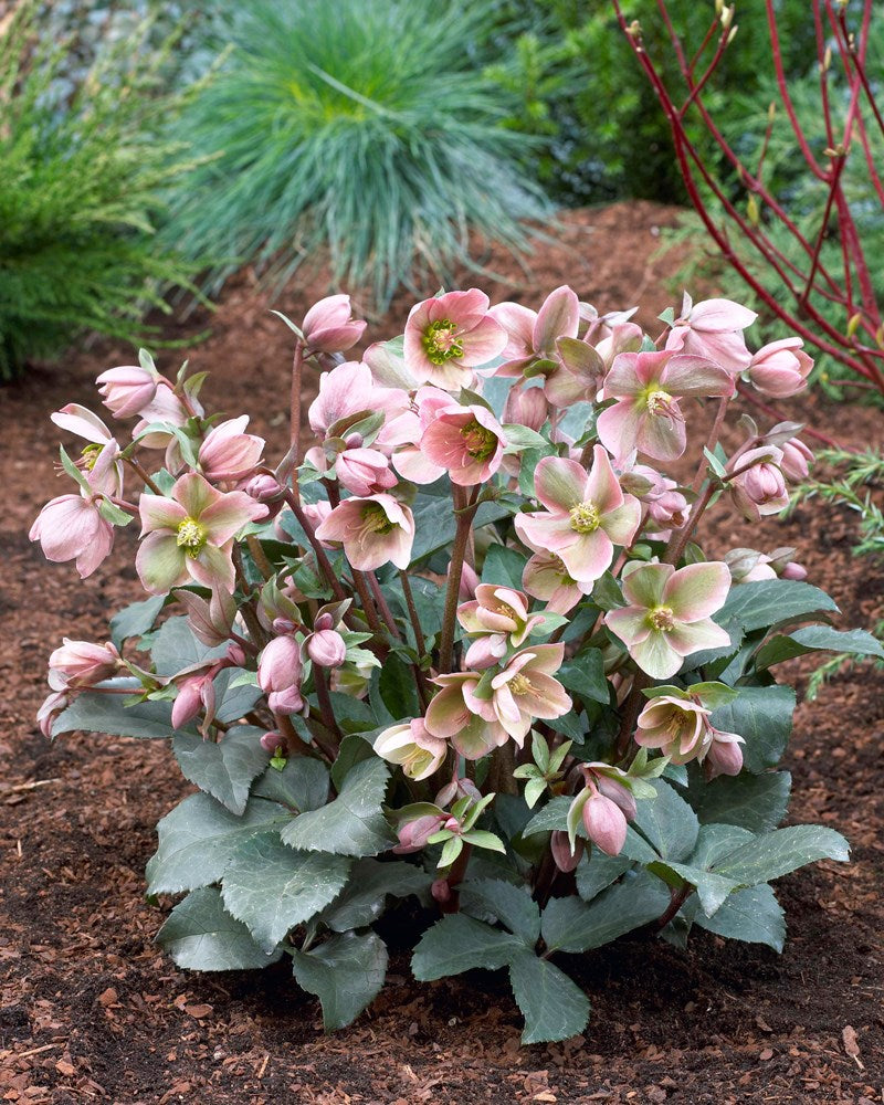 HELLEBORUS ANGEL GLOW ROSA DI NATALE VASO 15CM