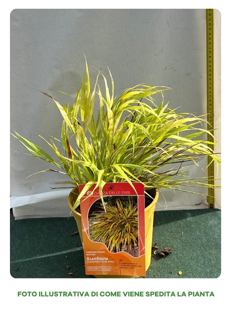 HAKONECHLOA MACRA AUREOLA VASO 18CM