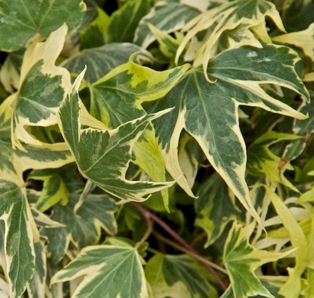 HEDERA HELIX YELLOW RIPPLE IN VASO 13CM
