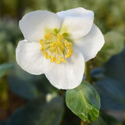 HELLEBORUS CHRISTMAs CAROL IN VASO DA 15CM