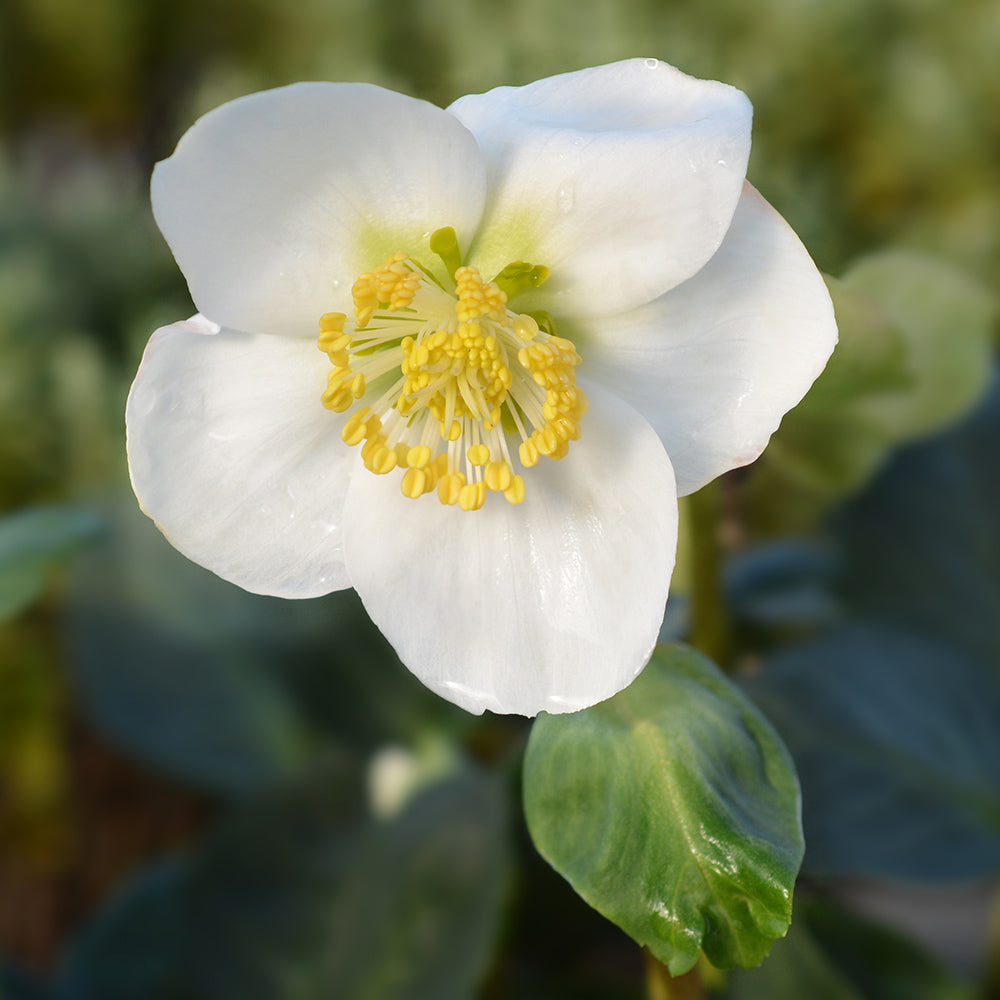 HELLEBORUS CHRISTMAs CAROL IN VASO DA 15CM