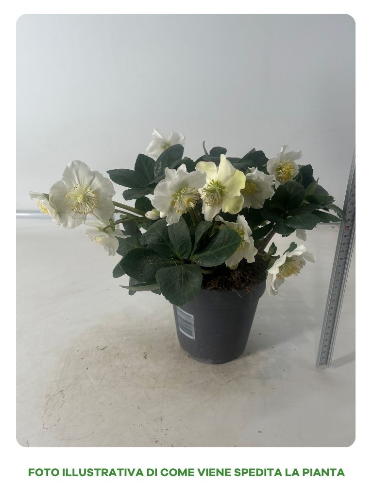 HELLEBORUS CHRISTMAs CAROL IN VASO DA 15CM