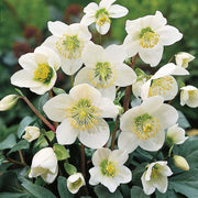 HELLEBORUS NIGER ROSA DI NATALE VASO 14CM