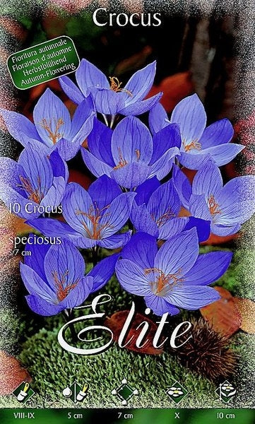 CROCUS SPECIOSUS (CONFEZIONE DA 10 BULBI)