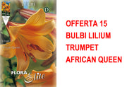 OFFERTA 15 BULBI LILIUM TRUMPET AFRICAN QUEEN