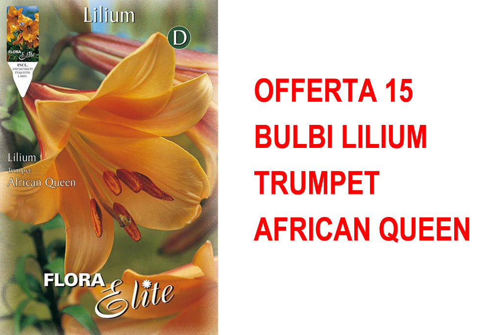OFFERTA 15 BULBI LILIUM TRUMPET AFRICAN QUEEN