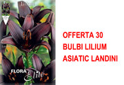 OFFERTA 30 BULBI LILIUM ASIATIC LANDINI