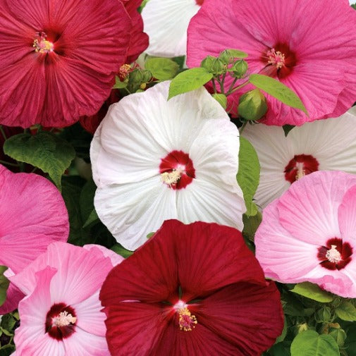 HIBISCUS IBISCO MOSCHEUTOS GIGANTE XXL COLORE ASSORTITO IN VASO 23CM