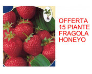 OFFERTA 15 PIANTE FRAGOLA HONEYO