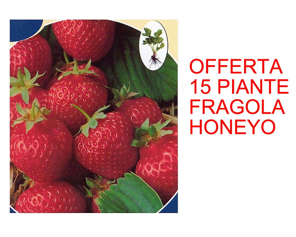 OFFERTA 15 PIANTE FRAGOLA HONEYO