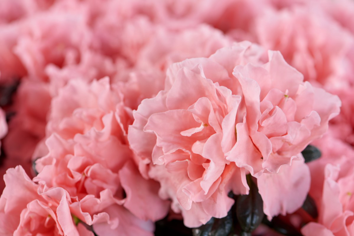 AZALEA INDICA HORTINNO COLORE ASSORTITO VASO 13CM