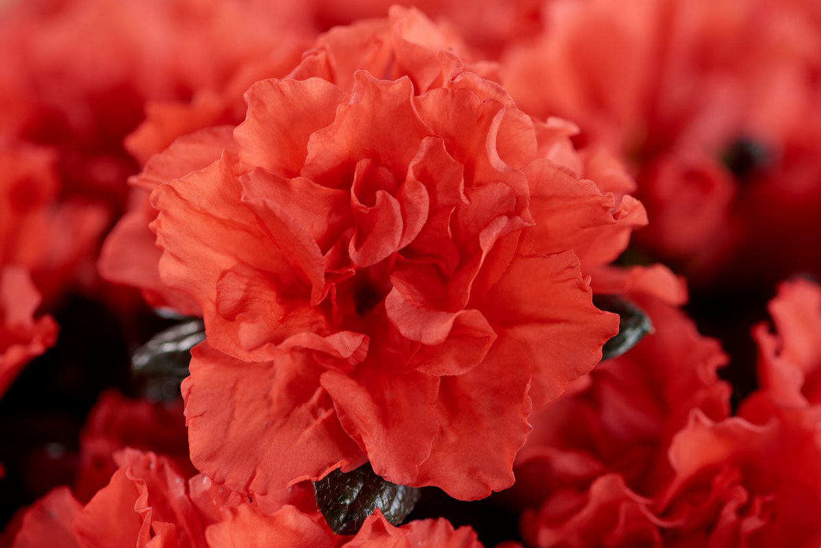 AZALEA INDICA HORTINNO COLORE ASSORTITO VASO 15CM