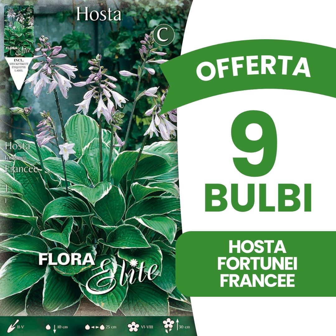 OFFERTA 9 BULBI HOSTA FORTUNEI FRANCEE