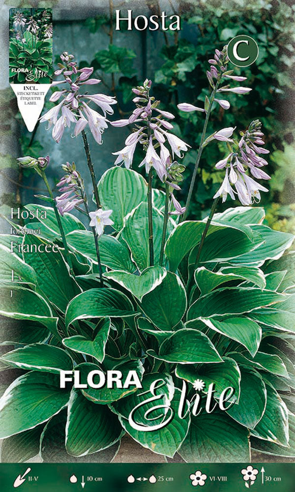 OFFERTA 9 BULBI HOSTA FORTUNEI FRANCEE