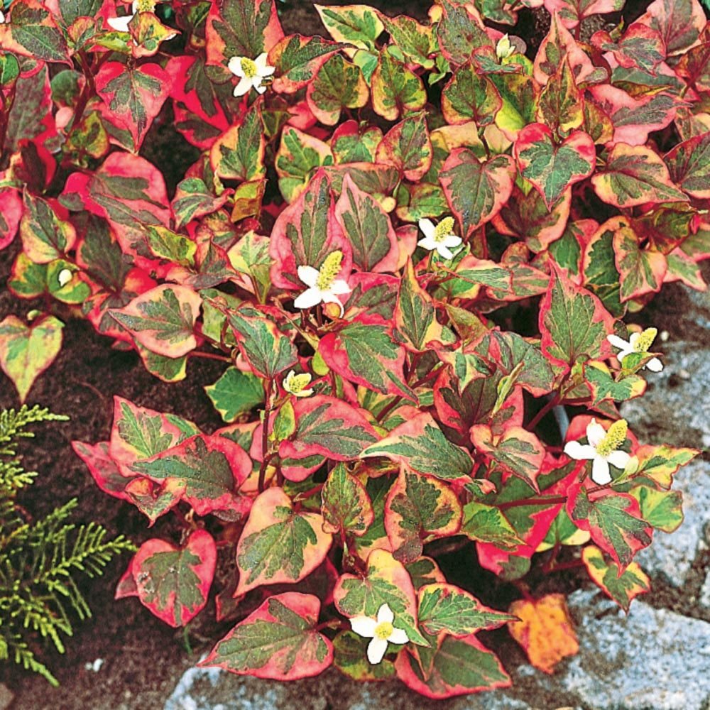 OFFERTA 3 PIANTE DI HOUTTUYNIA CORDATA VARIEGATA VASO 13CM