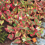 OFFERTA 3 PIANTE DI HOUTTUYNIA CORDATA VARIEGATA VASO 13CM