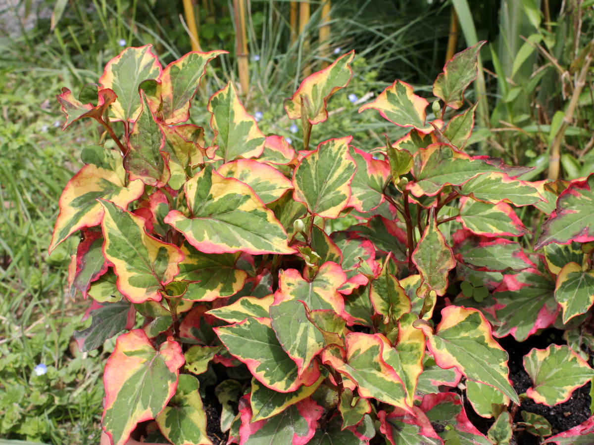 OFFERTA 3 PIANTE DI HOUTTUYNIA CORDATA VARIEGATA VASO 13CM