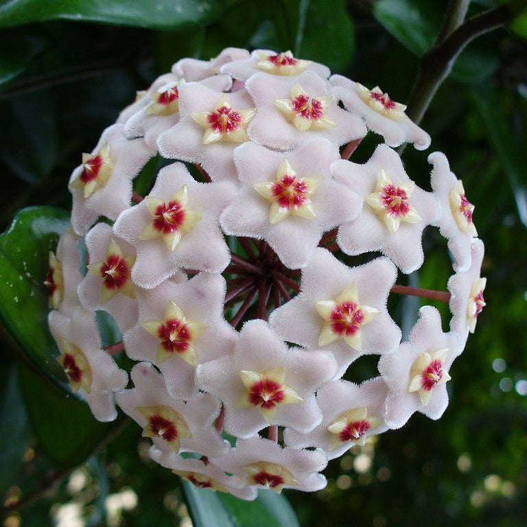 HOYA CARNOSA COMPACTA FIORE DI CERA VASO 10CM