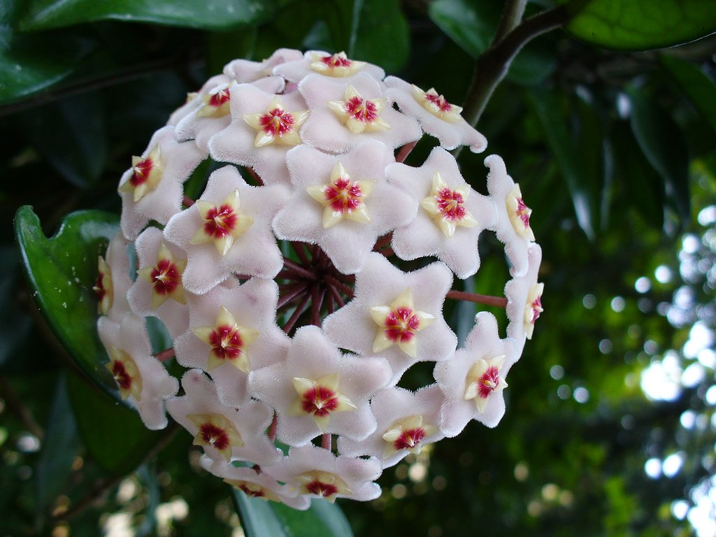 HOYA CARNOSA COMPACTA FIORE DI CERA VASO 9CM