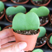HOYA KERRII FIORE DI CERA VASO 6CM