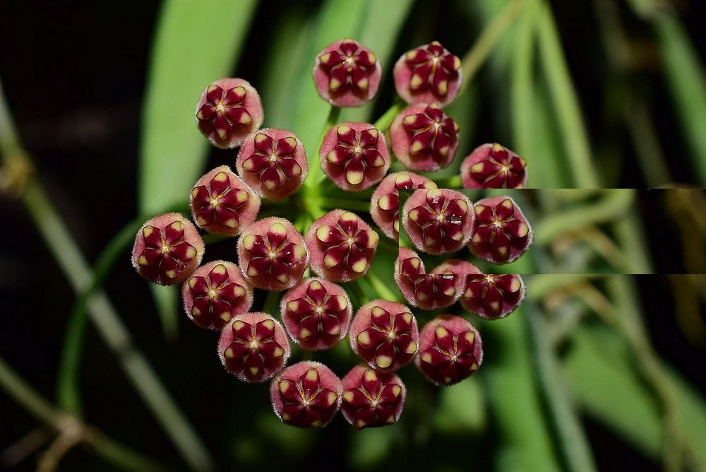 HOYA WAYETII FIORE DI CERA VASO 14CM