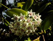 HOYA AUSTRALIS FIORE DI CERA VASO CON ARCO 12CM