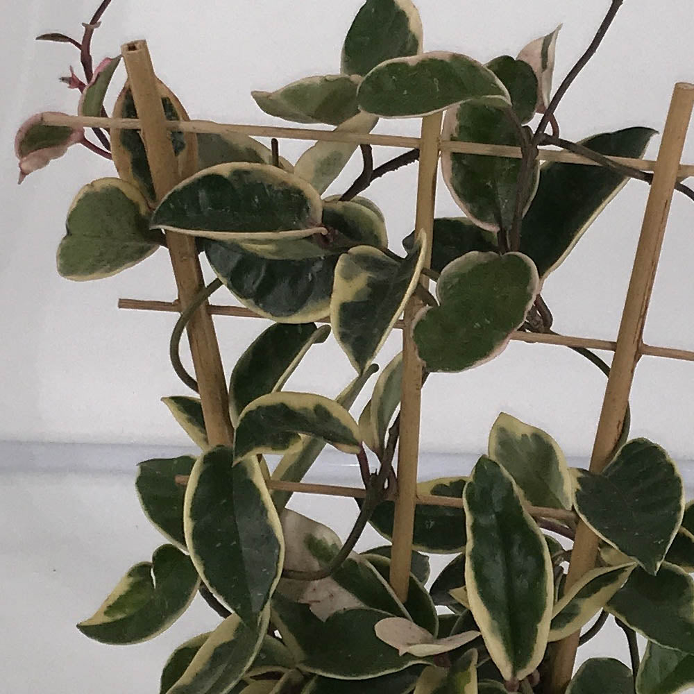 HOYA CARNOSA TRICOLOR CON SPALLIERA IN VASO DA 14CM