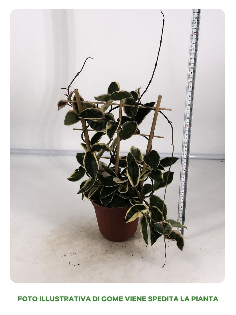 HOYA CARNOSA TRICOLOR CON SPALLIERA IN VASO DA 14CM