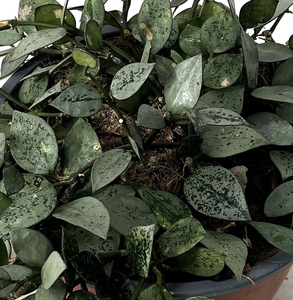 HOYA IN CIOTOLA 17CM