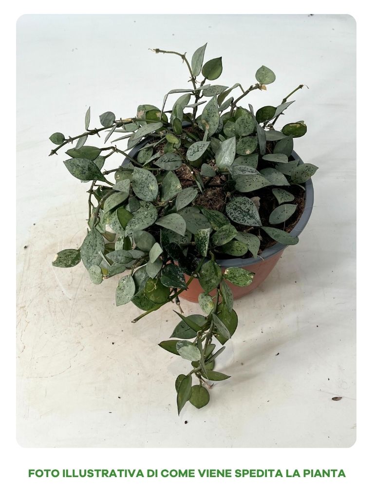 HOYA IN CIOTOLA 17CM