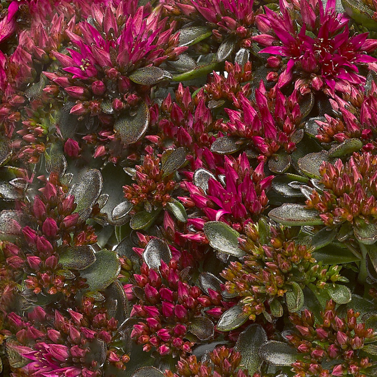SEDUM SPOT ON COLORE ASSORTITO VASO 19CM