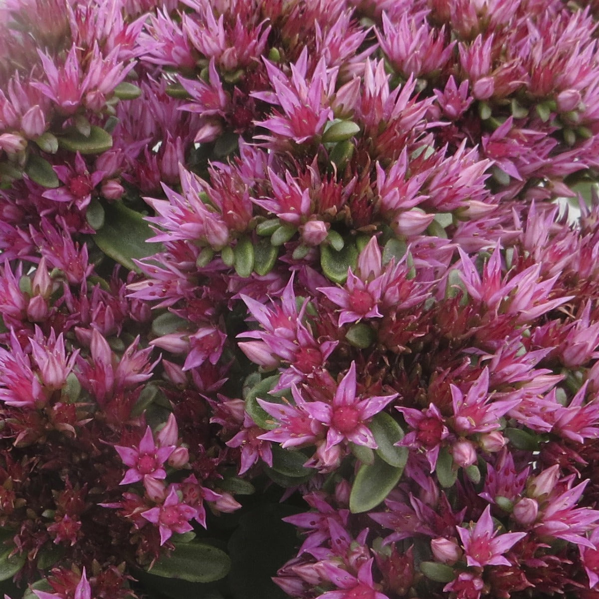 SEDUM SPOT ON COLORE ASSORTITO VASO 19CM