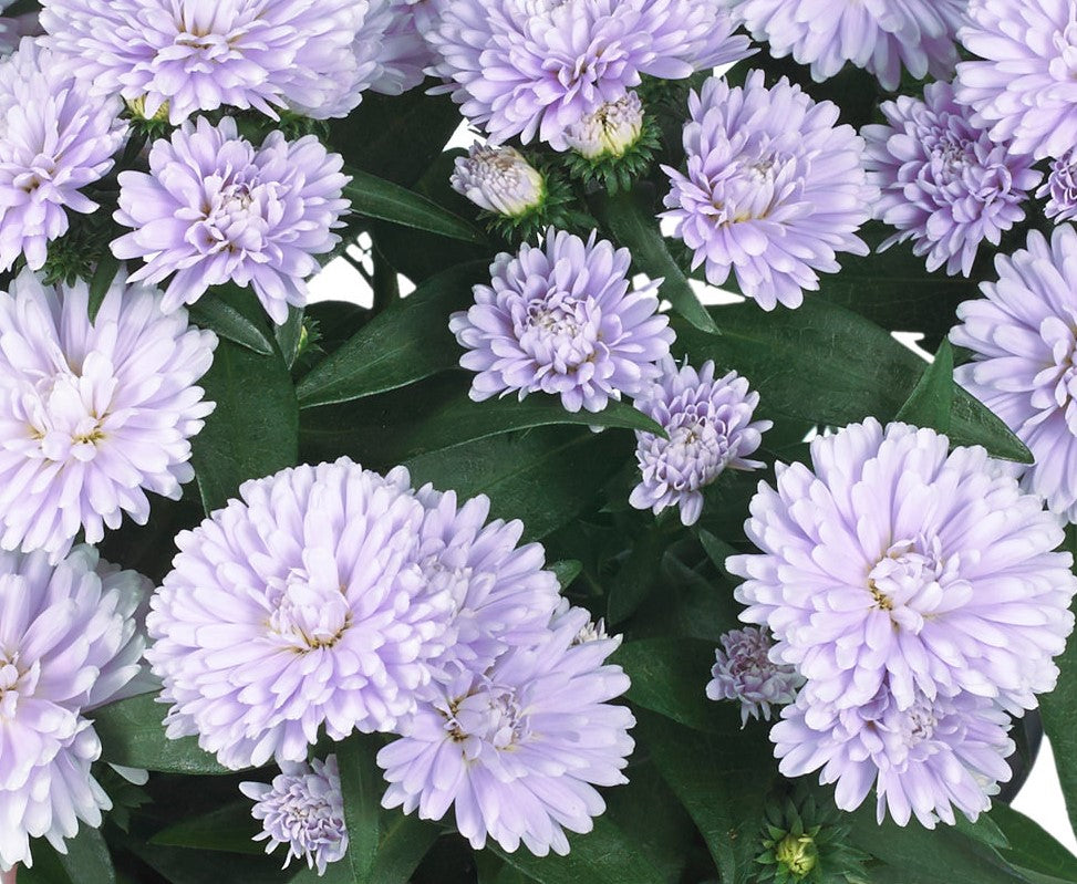 ASTER SETTEMBRINO SHOWMAKERS LAVENDER IN VASO 10,5CM