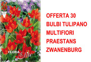 OFFERTA 30 BULBI TULIPANO MULTIFIORI PRAESTANS ZWANENBURG