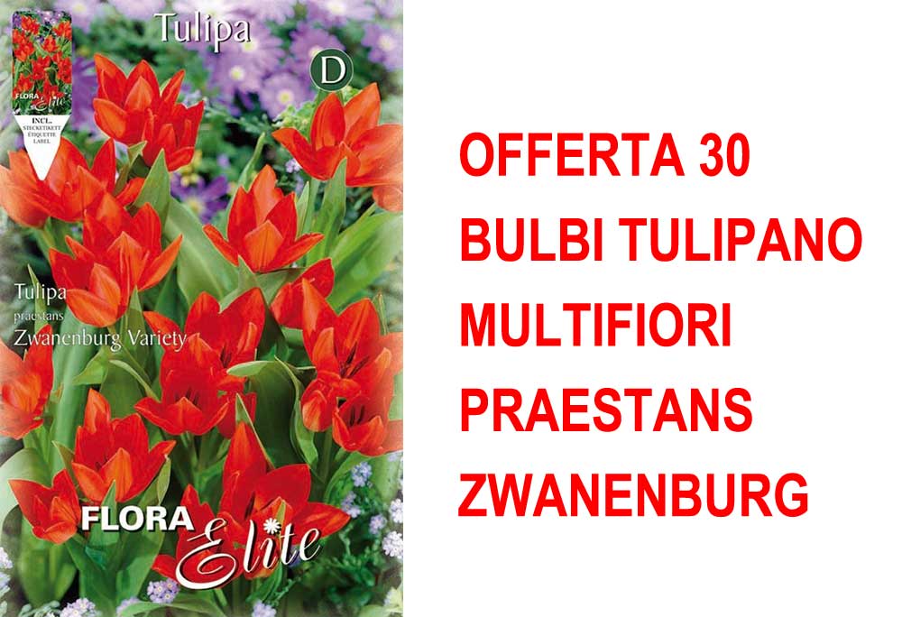 OFFERTA 30 BULBI TULIPANO MULTIFIORI PRAESTANS ZWANENBURG