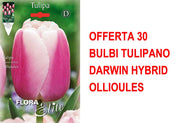 OFFERTA 30 BULBI TULIPANO DARWIN HYBRID OLLIOULES