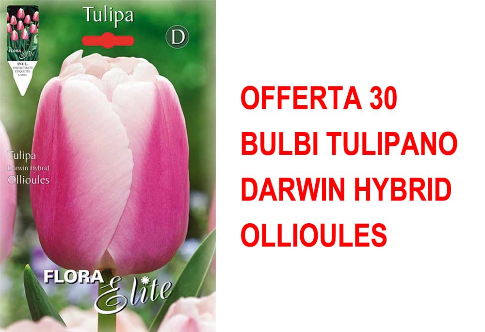 OFFERTA 30 BULBI TULIPANO DARWIN HYBRID OLLIOULES