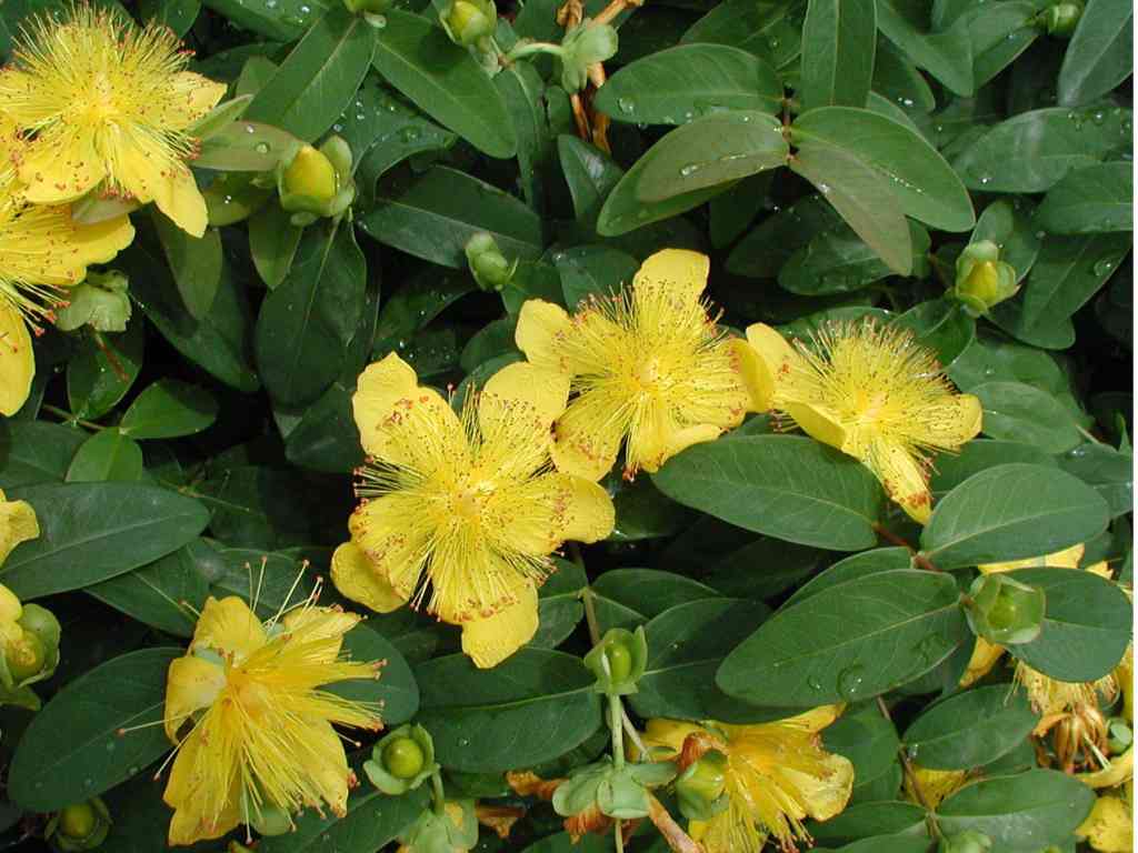 IPERICO HYPERICUM CALYCINUM VASO 7CM