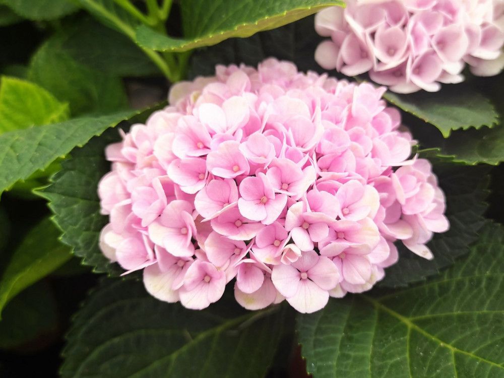 ORTENSIA HYDRANGEA MAGICAL REVOLUTION ROSA VASO 12CM