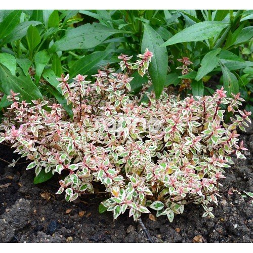 ABELIA GRANDIFLORA PINK LADY