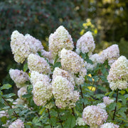 Hidrangea Paniculata in vaso da 17cm