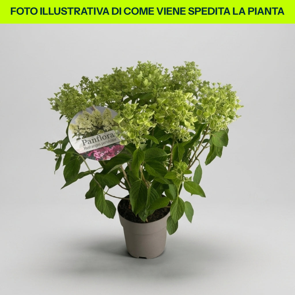 Hidrangea Paniculata in vaso da 17cm