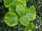 HYDRANGEA ANOMALE GOLDEN TOUCH IN VASO DA 16CM