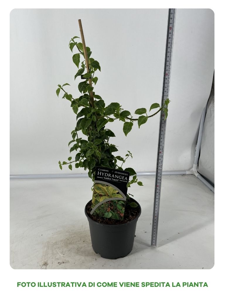 HYDRANGEA ANOMALE GOLDEN TOUCH IN VASO DA 16CM