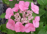 ORTENSIA HYDRANGEA MACROPHYLLA ZORRO ROSA VASO 23CM