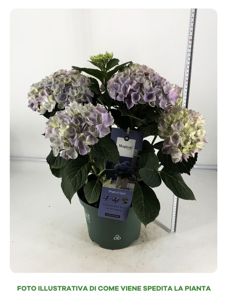 HYDRANGEA MAGICAL BLU IN VASO DA 23CM