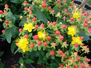 HYPERICUM IPERICO ROSSO E GIALLO IN VASO 13CM