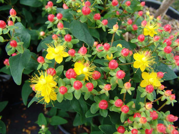 HYPERICUM IPERICO ROSSO E GIALLO IN VASO 13CM