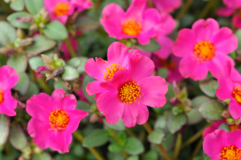 PORTULACA IN VASO DA 14CM COLORI ASSORTITI FIORE SEMPLICE O DOPPIO